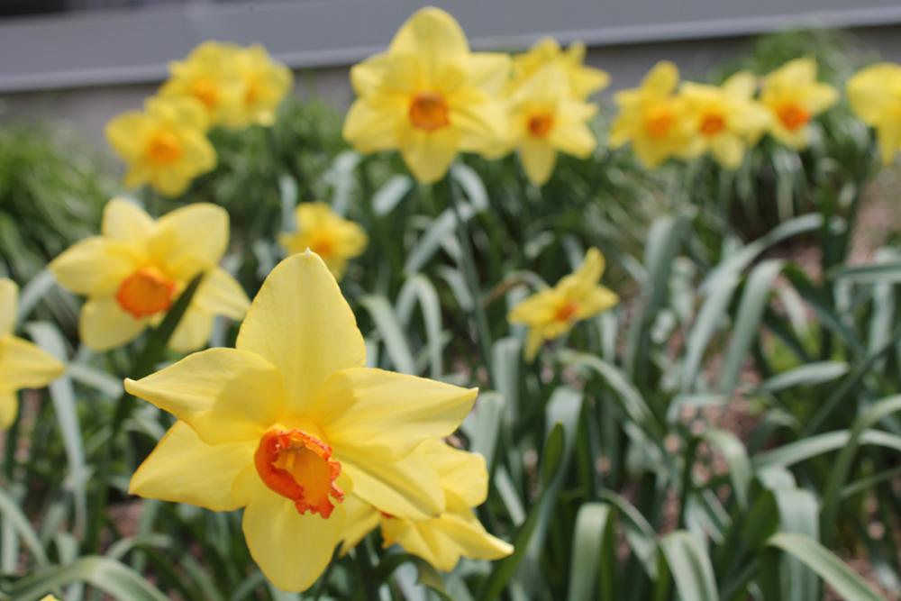 Campus in bloom Queen's Gazette Queen's University